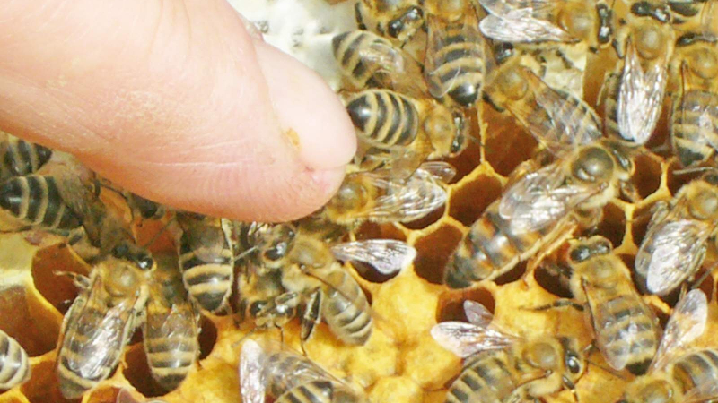 Какво лекува пчелната отрова?