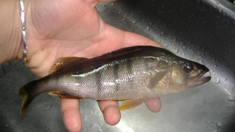 Жива риба изскочи от белия дроб на дете