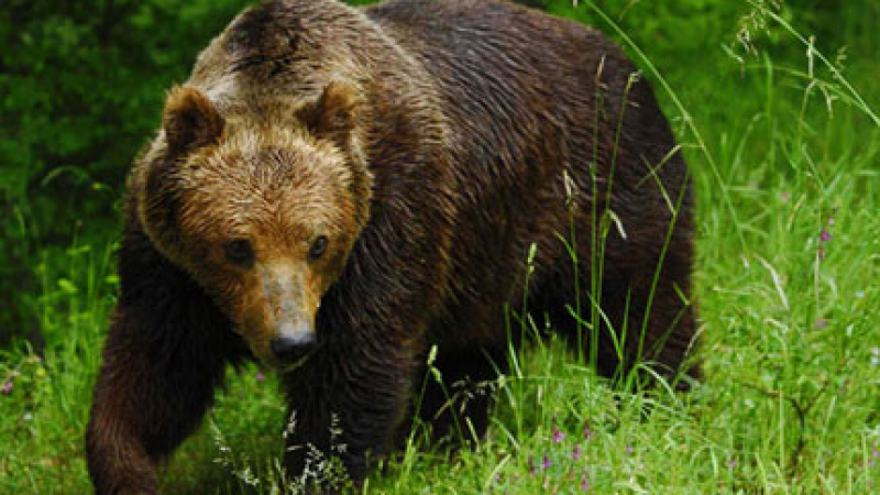 Горски извадиха мечка от бракониерска примка до Асеновград