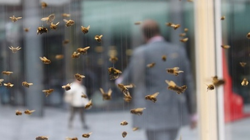 Гневни пчели опитаха да убият човек в София