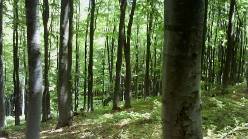 Законът за горите – лобистки или не?