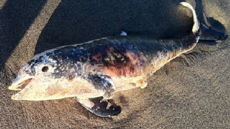 Убито бебе делфинче изхвърлено на брега край Лозенец