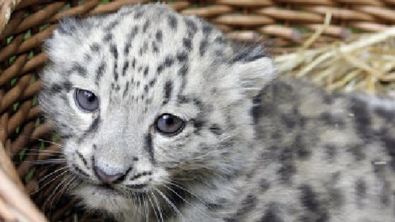 Три бебета-снежни леопарди се появиха на бял свят в зоопарк 
