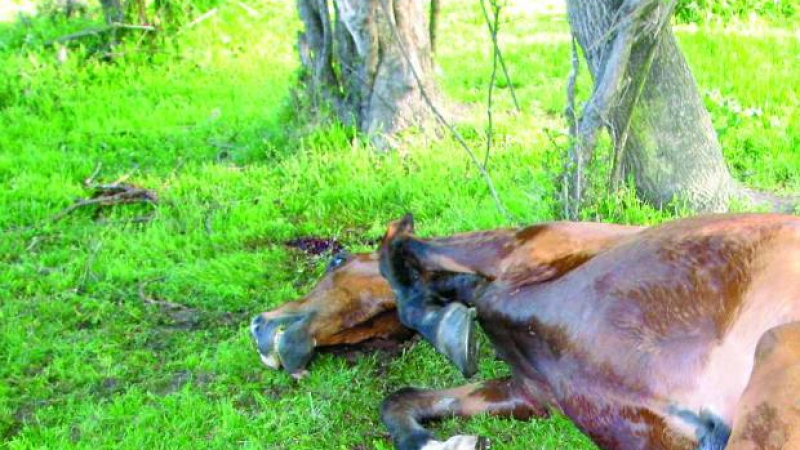 Застреляха кобила до спящото й жребче в Карловско