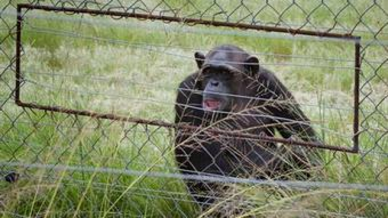 Скандално: Изрод превърна орангутан в секс робиня 18+ 