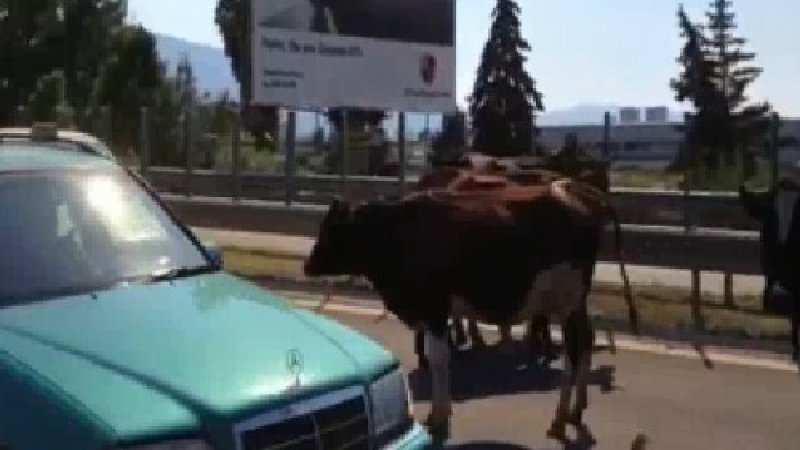 Невиждано! Крави блокираха булеварда към софийското летище (ВИДЕО)