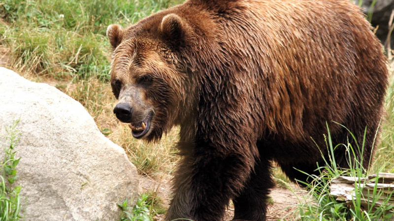 Приспаха най-старата мечка в парка Белица 