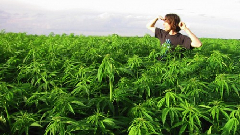 Фермери спасиха нивата си с марихуана от военни 