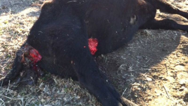  Застреляха крава  в новозагорското село Еленово