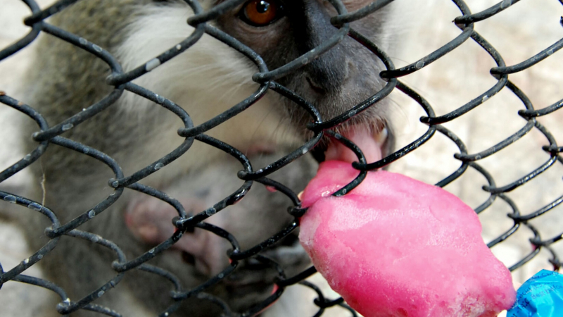 Разхладиха варненските маймуни със специален сладолед (СНИМКИ)