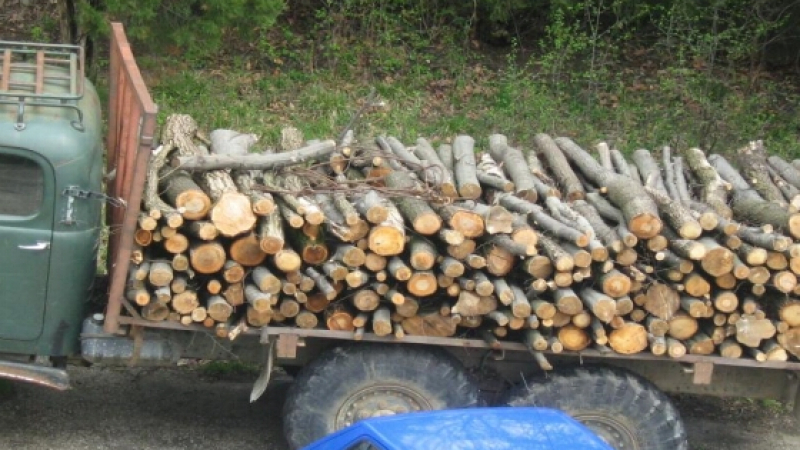 Спецченгета удариха дървената мафия в Търново - надянаха белезници на горски шеф