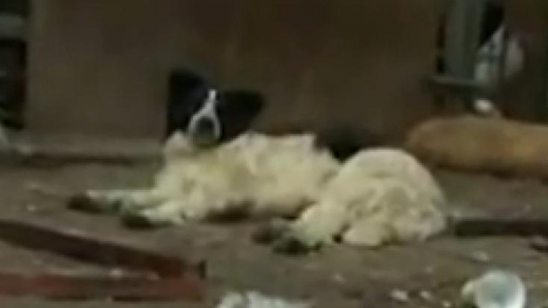 Извънредни новини за децата, нахапани от куче в Пловдивско