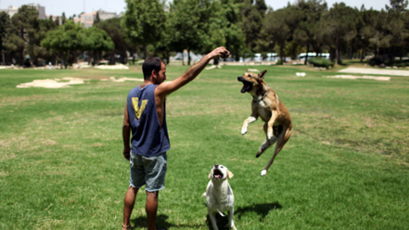 Нов закон: Година и половина зад решетките, ако кучето ви ухапе човек