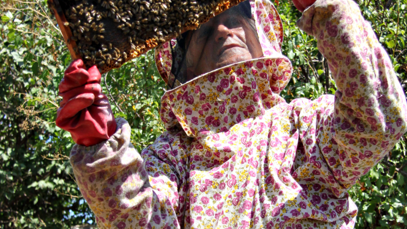 Селски наместник от нос Емине: Тук е най-чистият мед