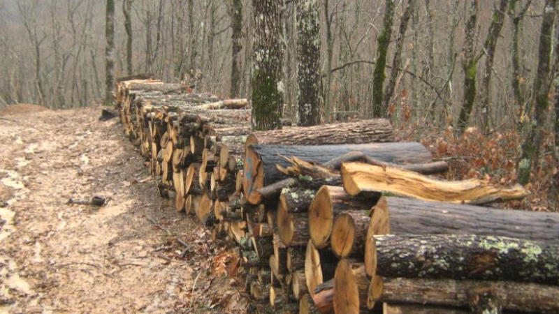 Иде зима: 60% повече дърва и въглища изтъргувани за месец