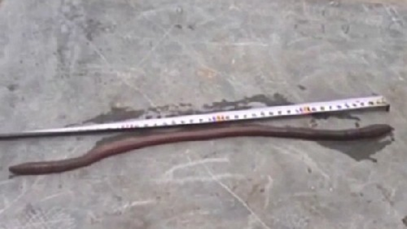 Лесовъд откри огромен червей, иска да го гледа у дома си (ВИДЕО) 