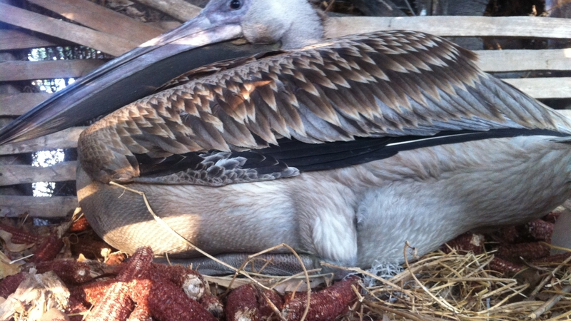 Млад пеликан падна в двора на къща 