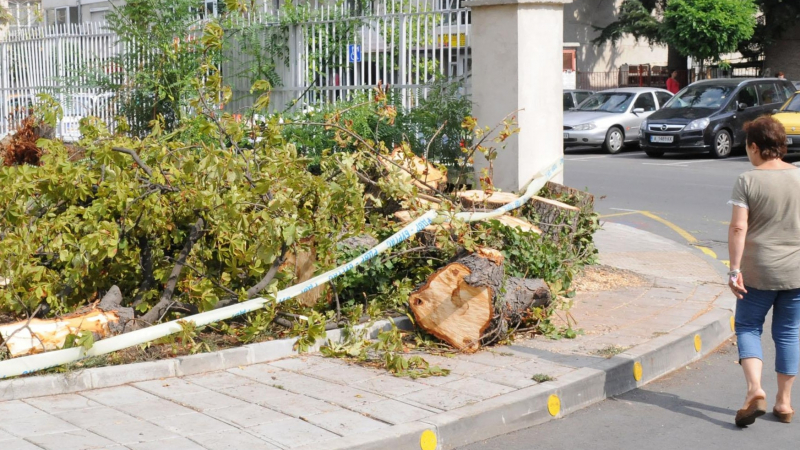 Дървото-убиец в Бургас обявено за... здраво!