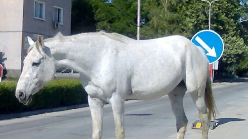 Този див, див запад - коне тормозят Враца, изскачат на улици и под балкони