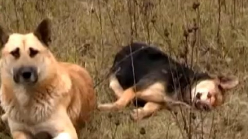 Вярност: Куче пази седмица мъртвата си приятелка (ВИДЕО)