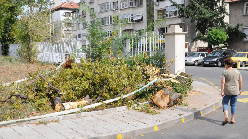 Приятели на смачкания Пейо описват опасните дървета в Бургас 