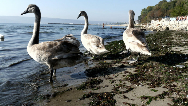 Фекалии омацаха лебедите на варненския плаж (СНИМКИ)