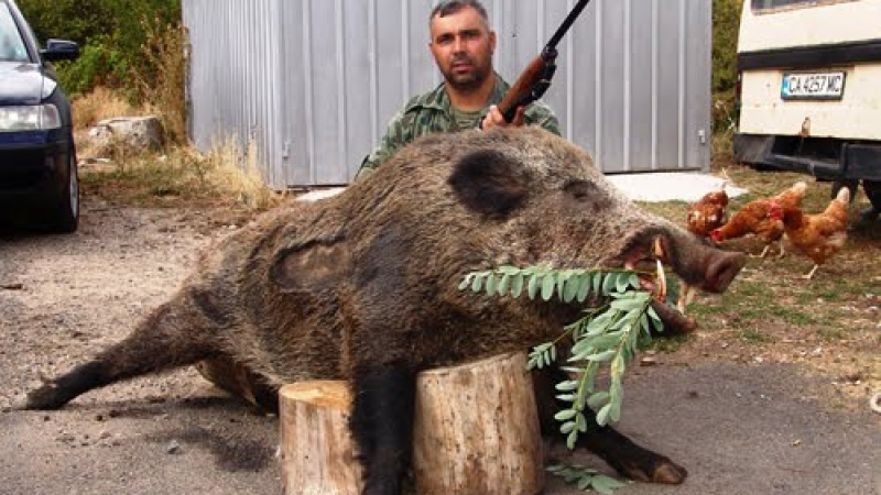 Ловец повали 250-килограмов глиган 