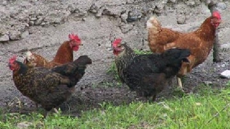 8000 кокошки претърпяха катастрофа и всяха хаос