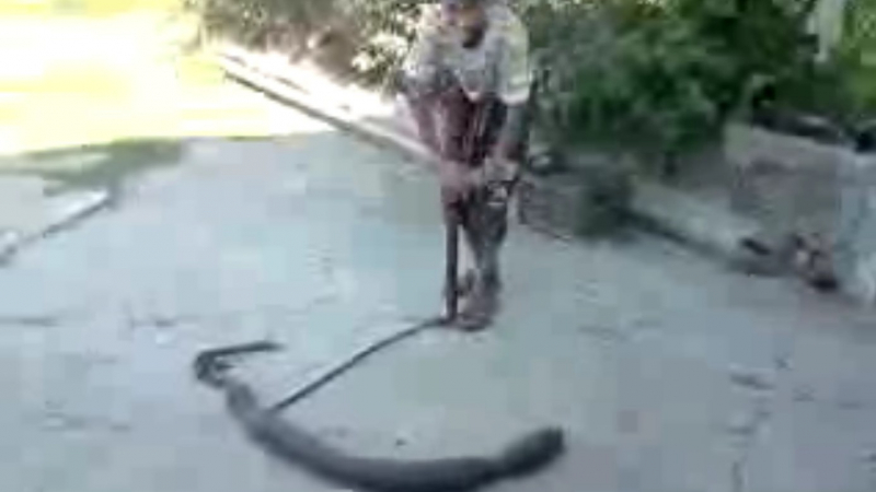 Ново зверство от крушарски роми - взривиха змия с помпа