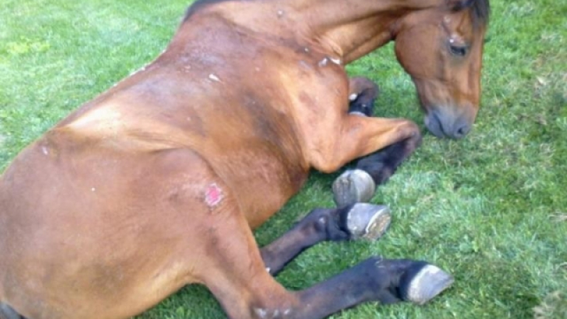 Мъж уби бременната кобила на съседа си заради паркомясто