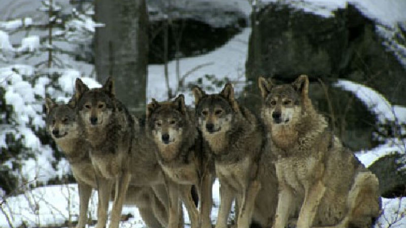 Гръцки вълци убиха над 50 кози в наше село 