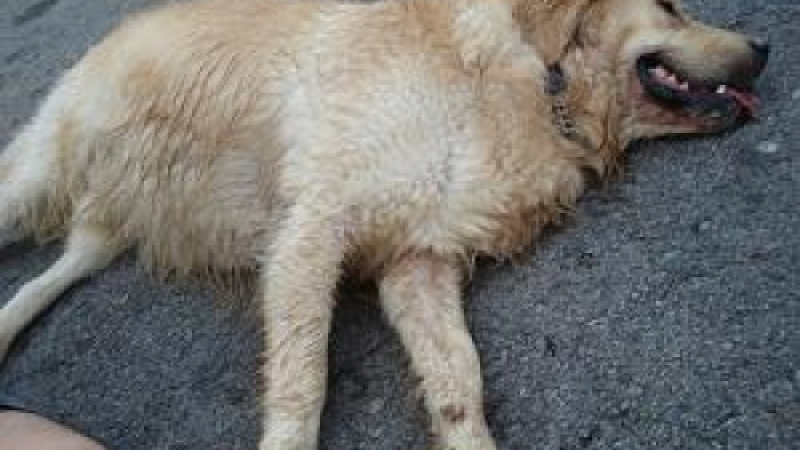 Полиция разследва смъртта на куче в Кубрат