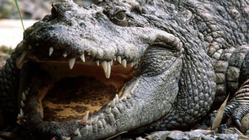 Крокодил изяде 12-годишно момче