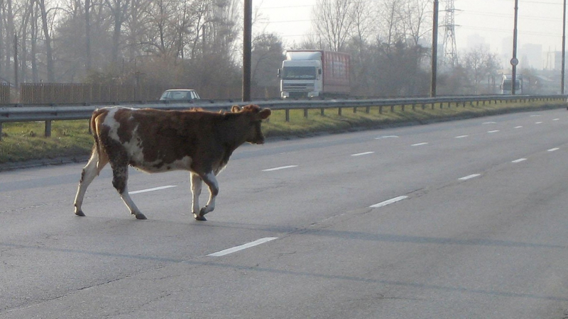 Шофьор-бързак уби две крави на пътя 