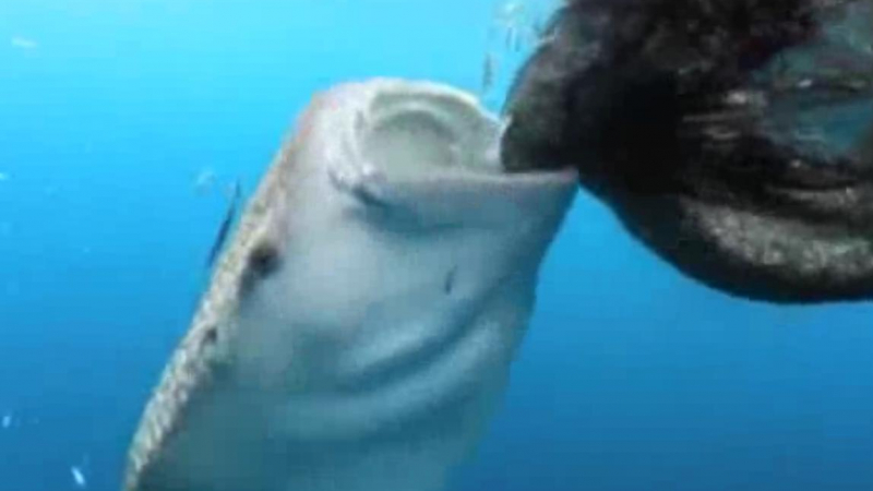 Уникални кадри: Нагла акула краде риба от рибарски мрежи
