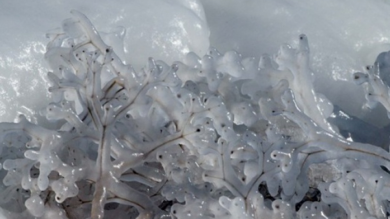 Сибирски студ ни захапва, Североизточна България в леден капан