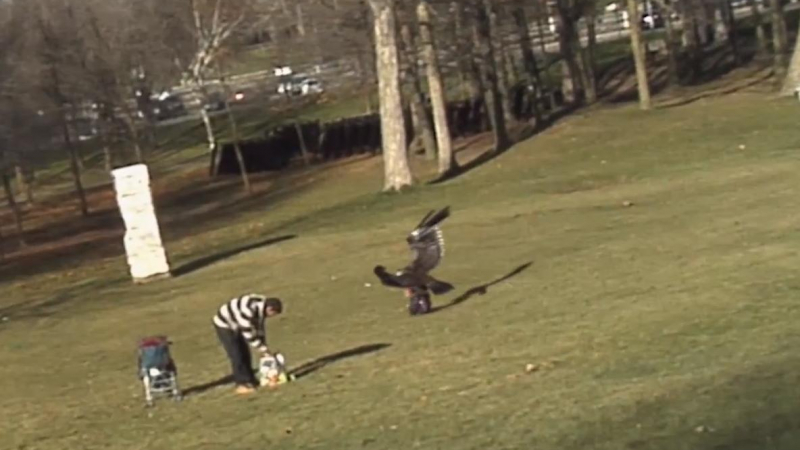 Орел нападна дете в парк, опита да го отнесе