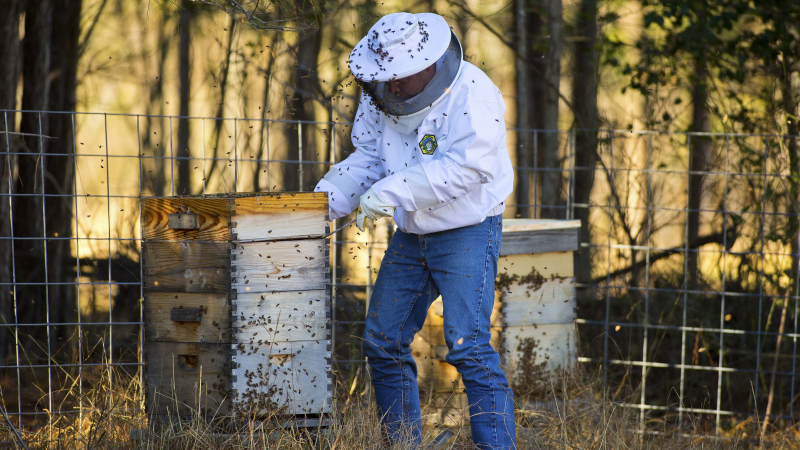 Поголовна смърт на пчелите в Монтанско
