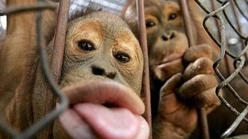 Маймуните и папагалите в Столичния зоопарк се греят на калорифери