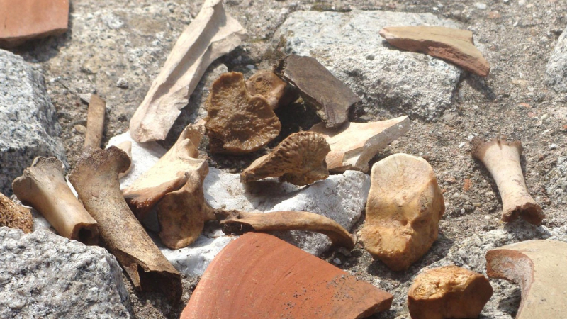 Авджии намериха човешки останки в Луковитско