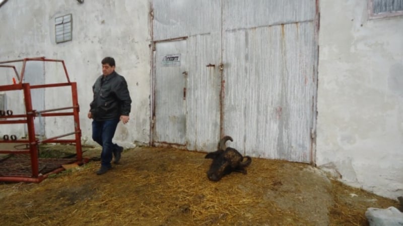Ликвидираха най-голяма ферма за биволи в България