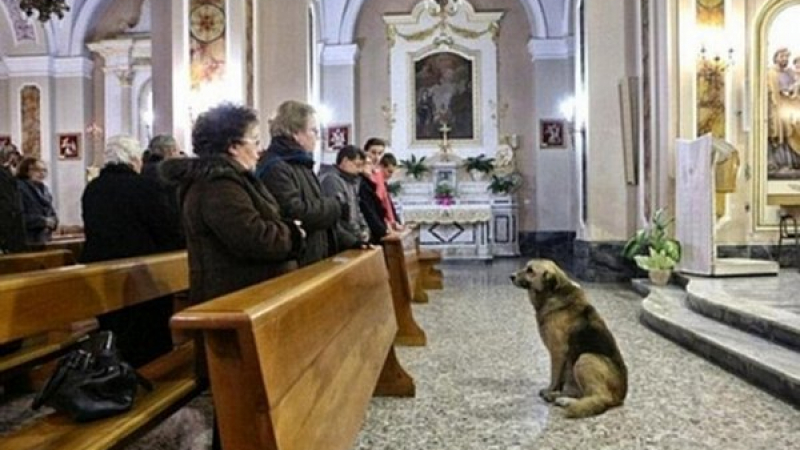 Куче ходи всеки ден на църква след смъртта на стопанката