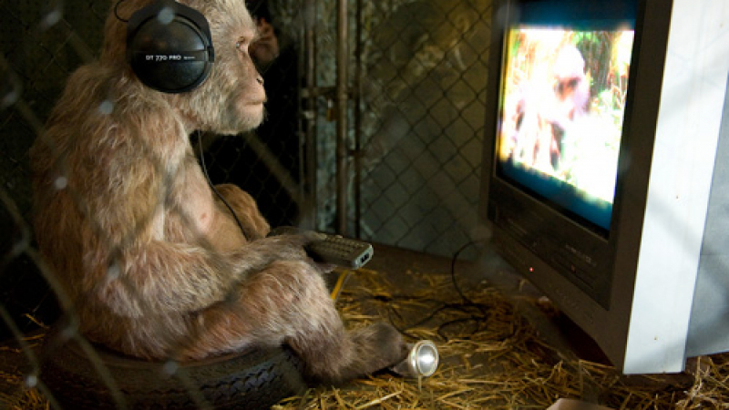 Шимпанзетата с телевизори! Пускат им анимация в клетките