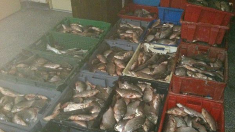Хванаха румънски бракониери с половин тон сребриста каракуда