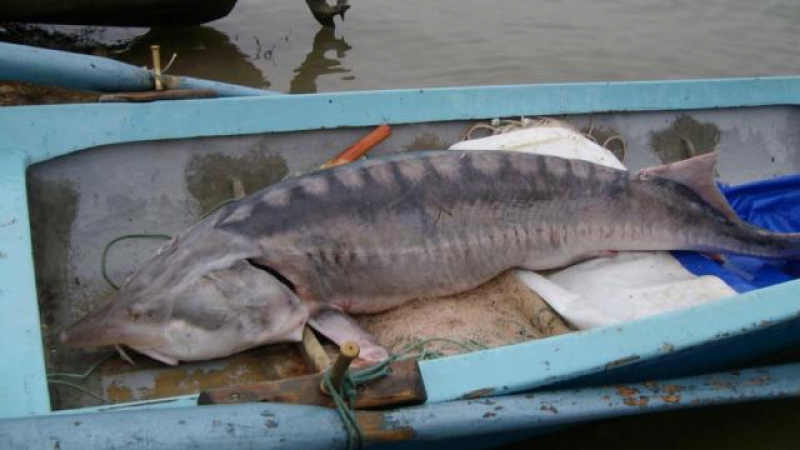 Спипаха бракониер с 20 кг. пържоли от моруна