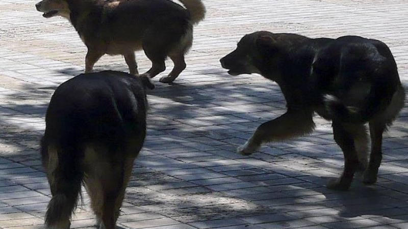 В Шумен спасиха 40 кучета от пожар 