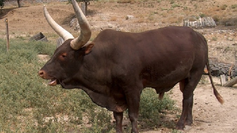 Шофьор и бик се сблъскаха и загинаха в Хасковско