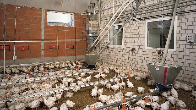 Ферма за пилета менте бълвала неконтролирани яйца