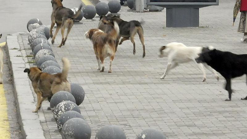 Преброяване: 406 бездомни кучета в Ловеч