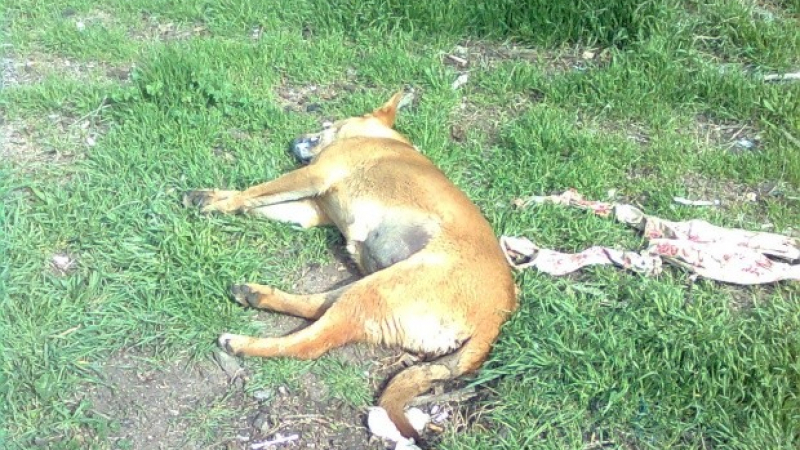 Апаши убиват домашно куче, за да оберат жена 